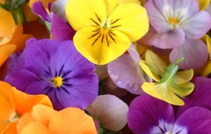 El amor de jesucristo (Foto Morguefile)