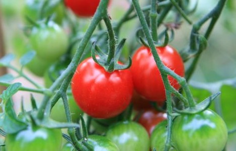 Qué significa dar fruto