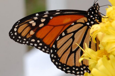 Los verdaderos milagros