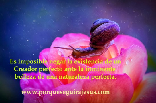 La belleza del Creador.