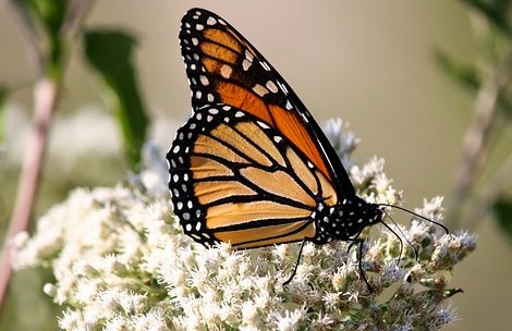 Qué se necesita para ser cristiano