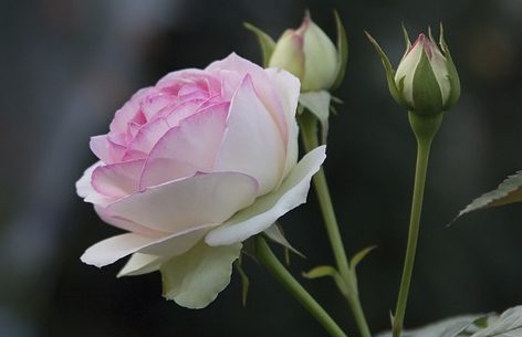 El  que persevere hasta el fin será salvo