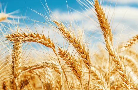 El zarandeo y para qué sirve