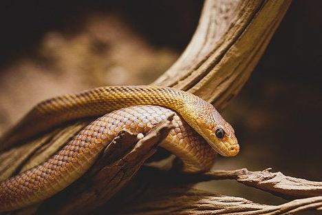 Fuentes de la Tentación