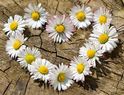 Cultivando el Amor de Cristo