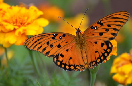 La Conversión Genuina