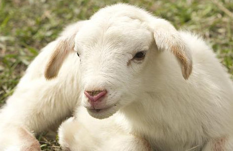 El Cordero Rechazado