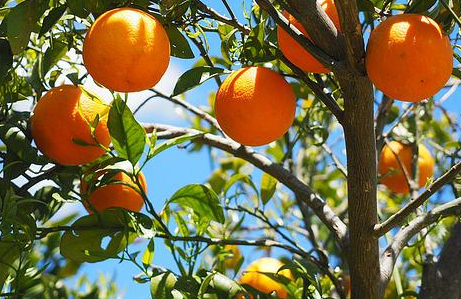 Por sus Frutos los Conoceréis