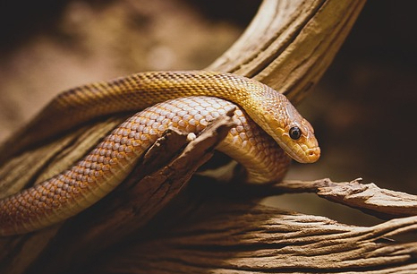 El Origen del Pecado