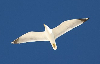 Cómo Actúa el Espíritu Santo en Nuestra Vida