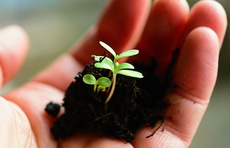 Qué Significa Sembrar para la Carne